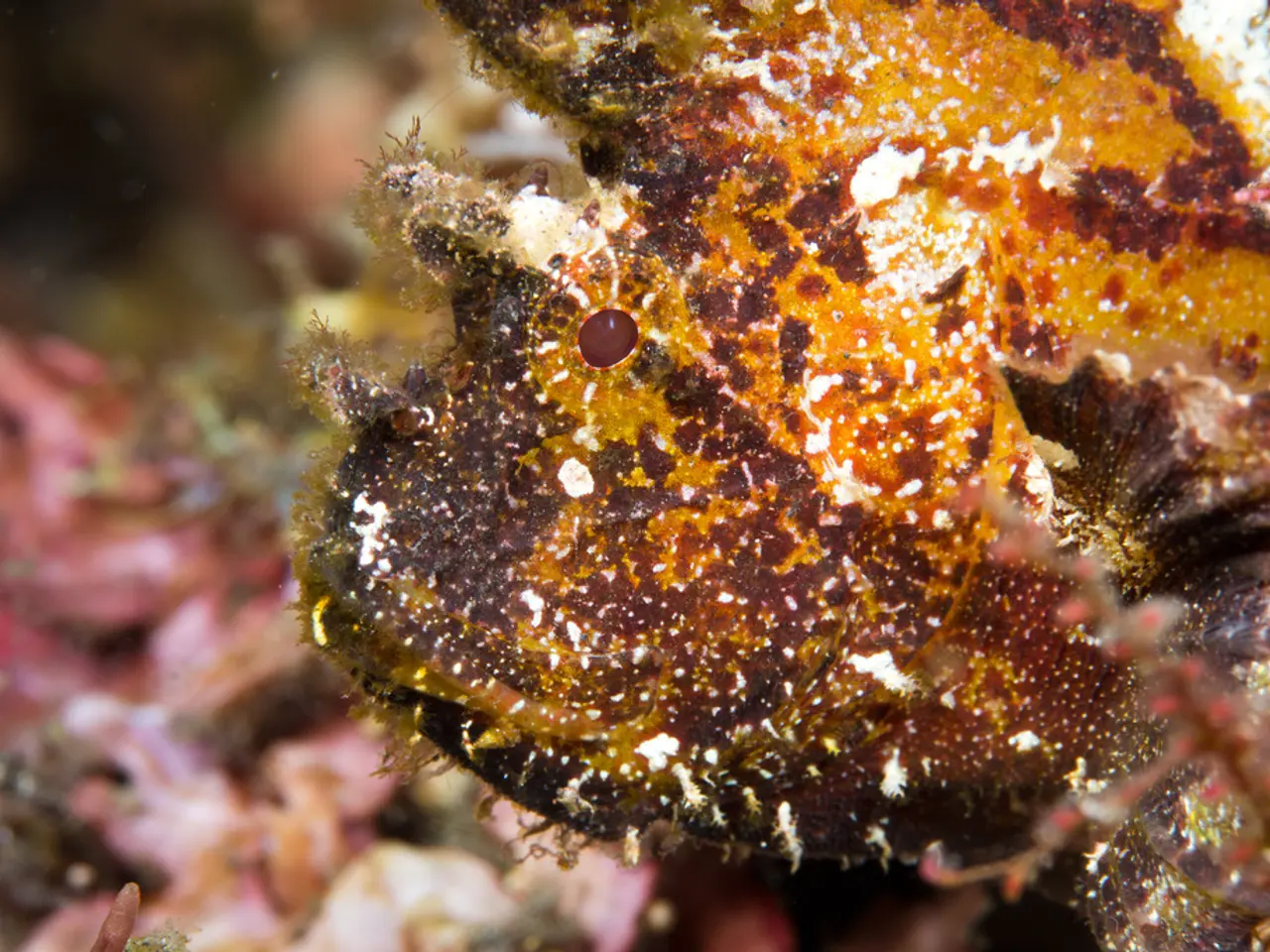 Review of Marelux Smart Optical Flash Tube (SOFT) Snoot: A Focus on its Features and Performance