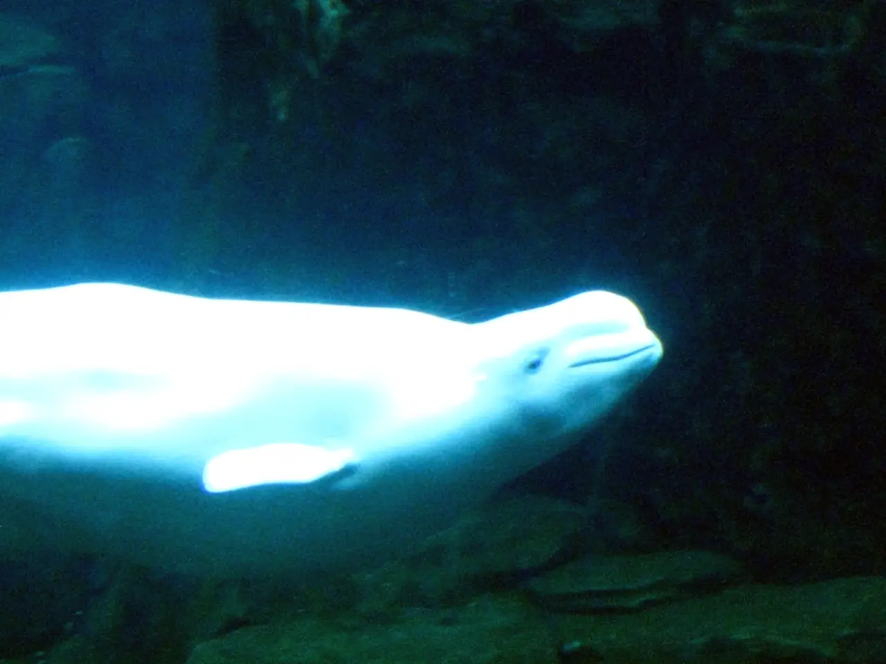 Detailed Assessment of Kraken Sports' Hydra 8000 Submersible Video Light