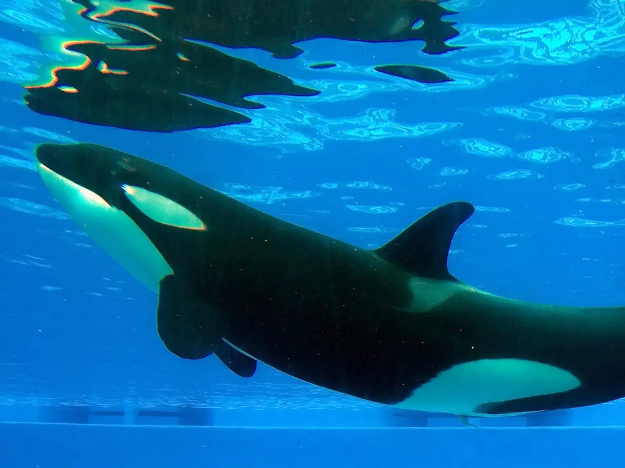 Massive Transfer of 132,349,883,389 SHIB Tokens from Coinbase: Shiba Inu's Significant Whale Sparks...