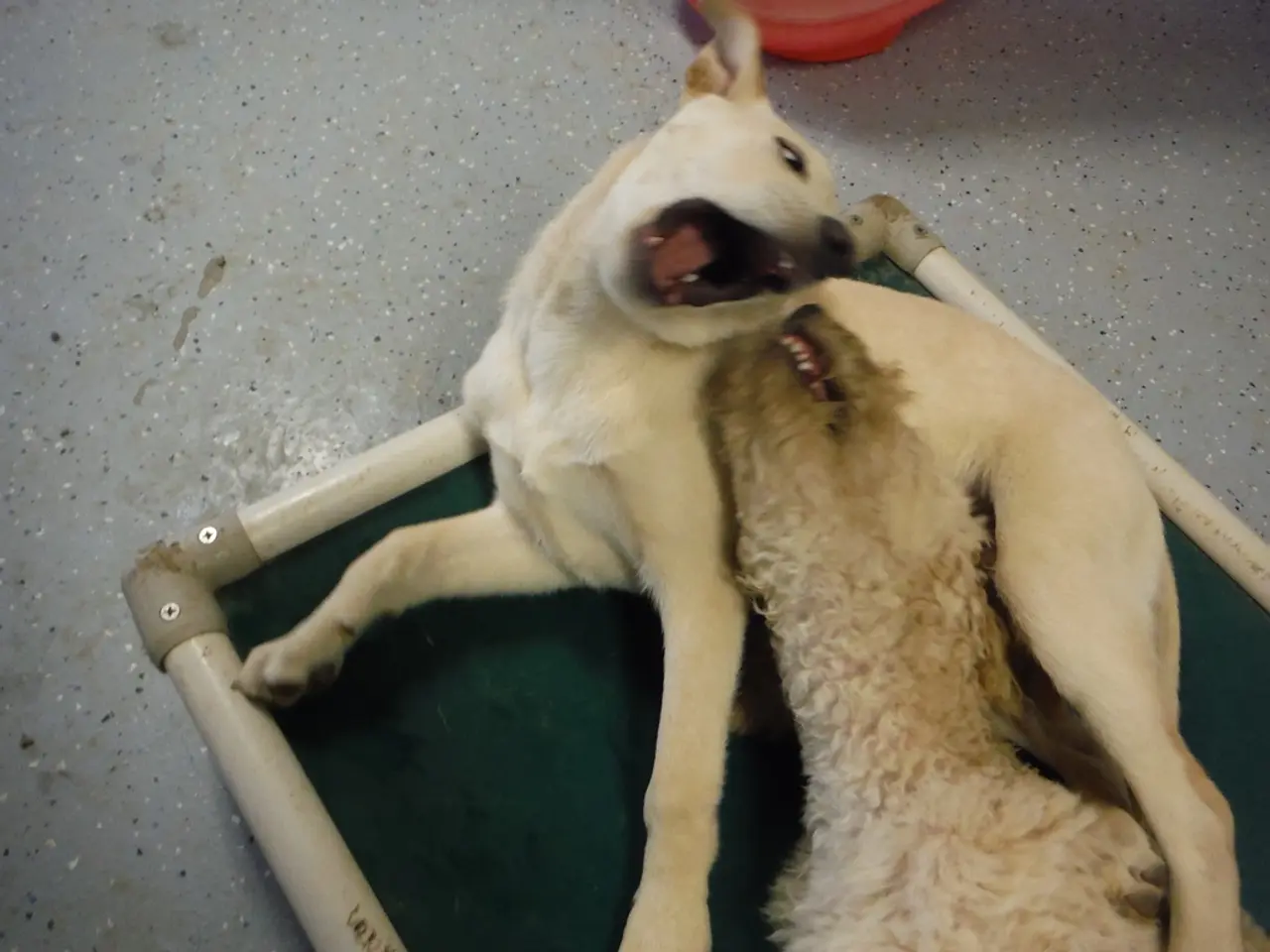 Dogecoin's bullish price trend persists, supported by an increase in the memecoin index