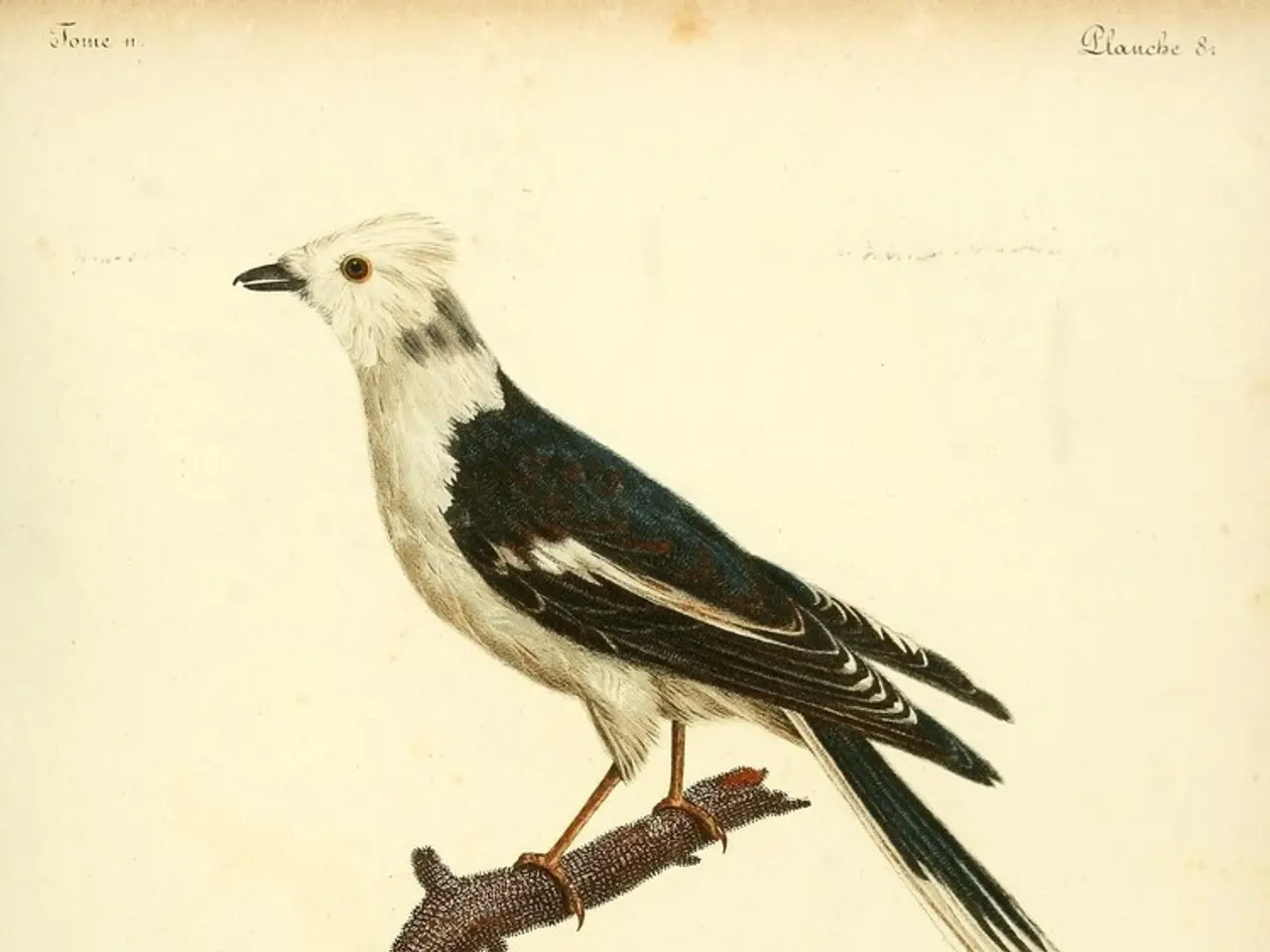 Differences Between Big O, Big Theta, and Big Omega Notations Clarified