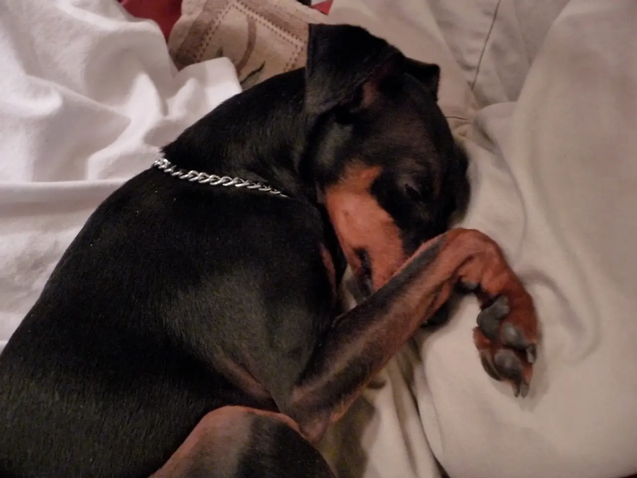 In this image in the center there is one dog who is sleeping, and in the background there are some...