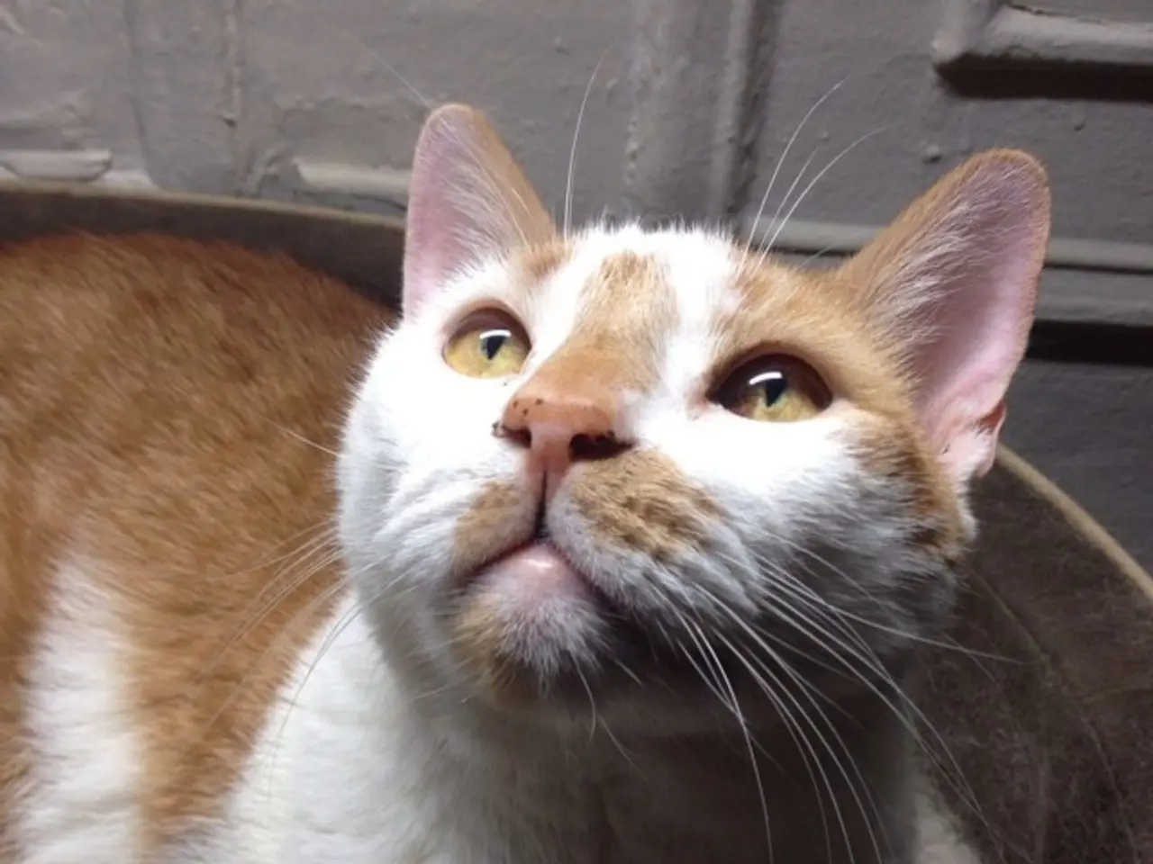 In the image there is a cat, it is looking upwards.