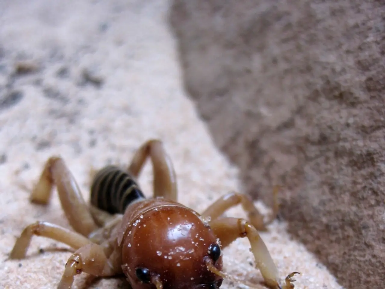 In the image we can see there is an insect on the sand.