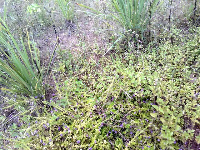 Celestial body orbiting a star with a lifespan measuring 100 billion years detected.