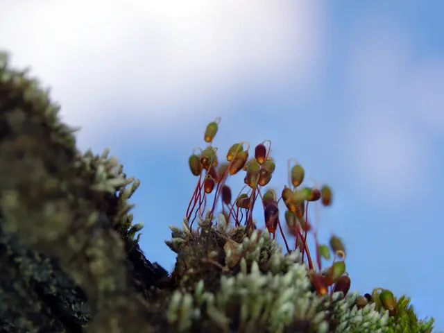 Ranking Top-Notch Reflector Telescopes Supported by Tripods Among Over 40 Options