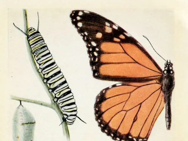 "Twelth Edition of 'No Bees, No Life' Magazine Posted Online"