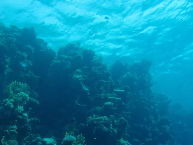Leading figures and advocates in ocean science will advocate for urgent action during a UN...