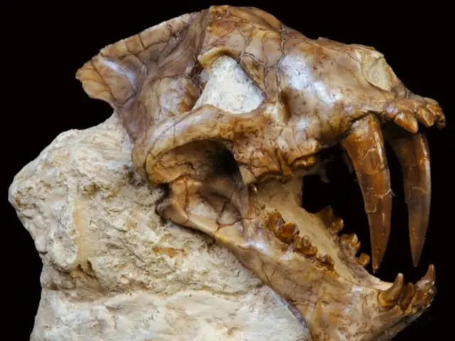 Ancient Fossil Discovery Baffles Experts: Remains from 300 Million Years Ago Remain a Mystery
