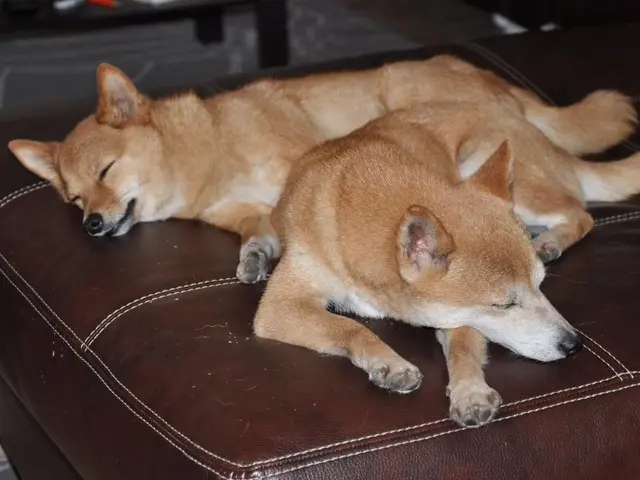 Project Outline: MatchDog