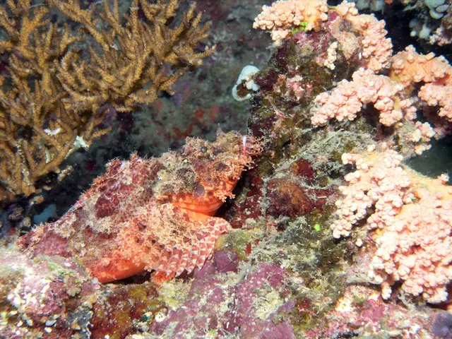 Marine MegaFauna Protection Priorities Identified in extensive international research by MegaMove