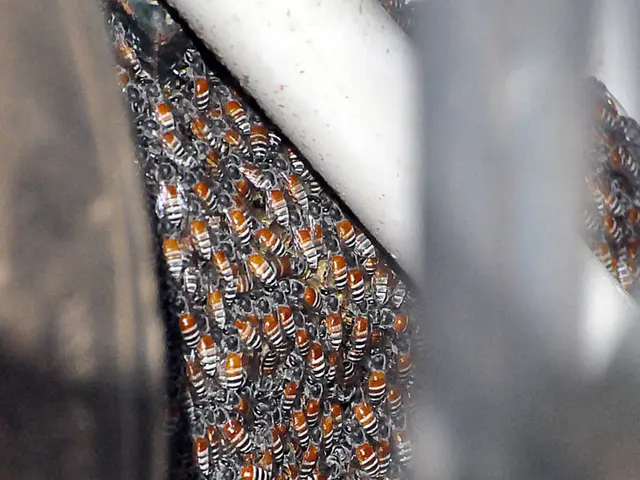 Delve into Opportunities at Honeybee Robotics: Be Part of the Vanguard of Technological Progress