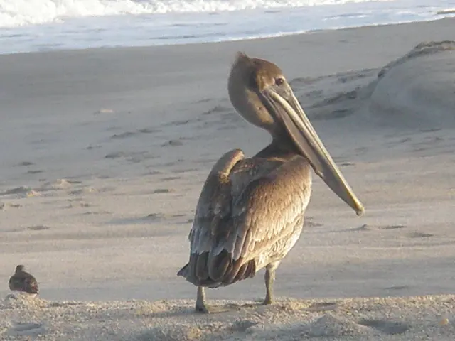 Fluctuations in the Precision of Tidal Heights with Extended Data Sets