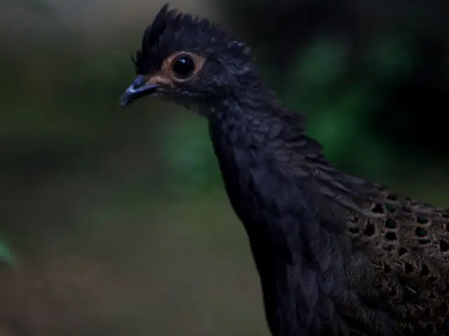 A firm dedicated to the practice of 'De-Extinction' sets objectives to resurrect the renowned and...