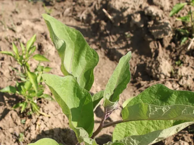 Advancements in Harnessing Solar Power for Soil Cleansing