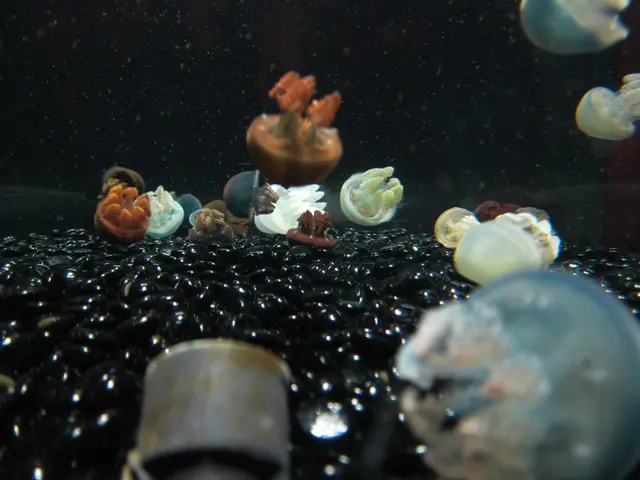 Barrier in the Atlantic Ocean separates enigmatic deep-sea jellyfish relatives