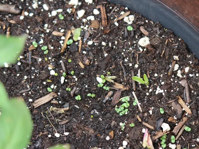 Solar Advancements for Contaminated Soil Treatment