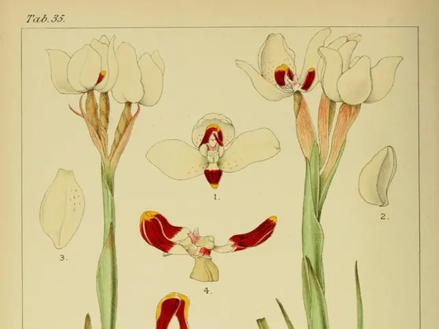 "publication of the thirteenth issue of the 'NO BEES, NO LIFE' magazine on our site"