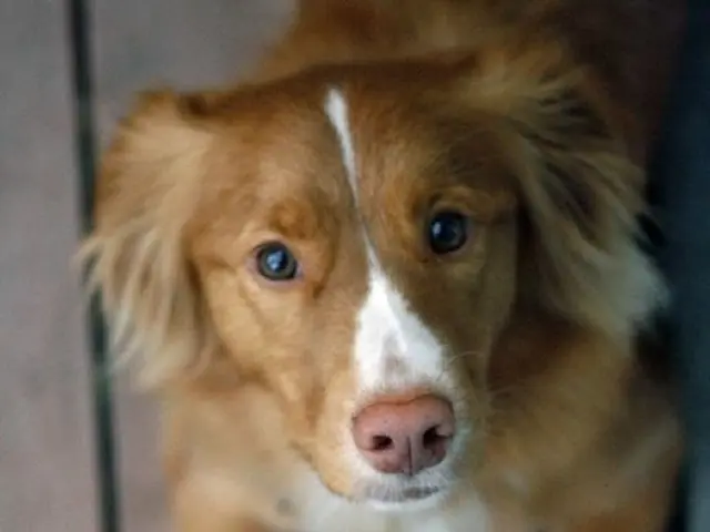 Dogecoin (DOGE) Value Dropping: Evaluating Essential $0.19 Floor After 30% Drop from July Peaks