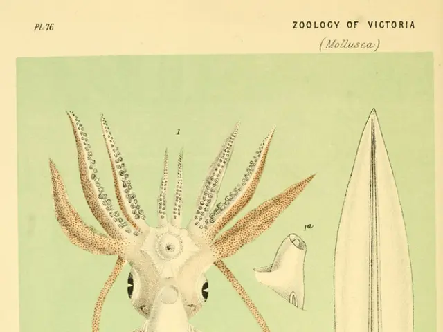 Giant Squid Captured on Film in the Depths of the Ocean