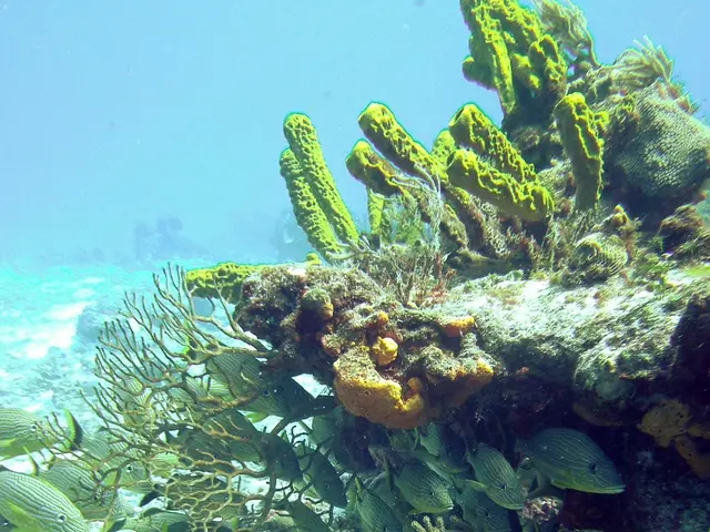 Researchers from Scripps capture subterranean magma depths under a Pacific volcano's seabed.