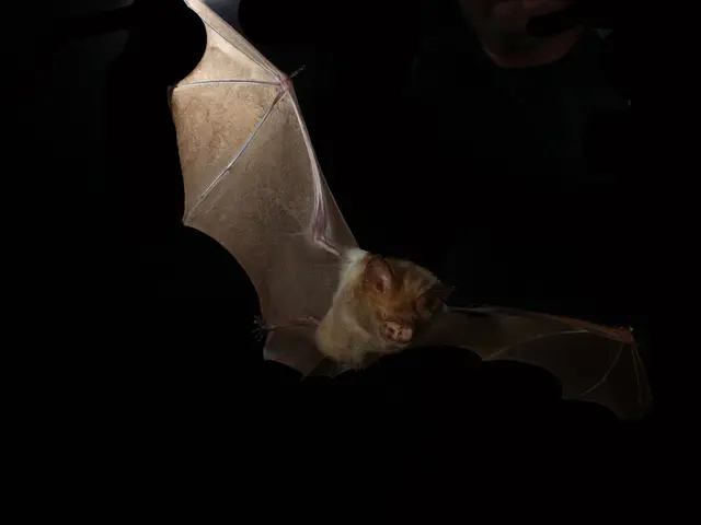 NIO Initiates Delivery of Firefly Vehicles Across Multiple European Nations