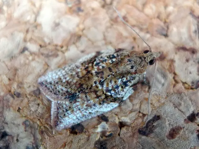 "Warning issued by Microsoft and CISA about a new vulnerability in Exchange servers, which...