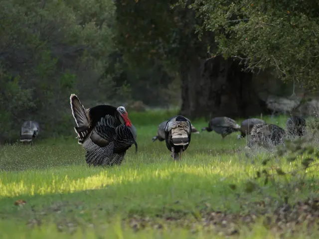 Ordering Tempurpedic mattresses in Turkey: Important information to consider