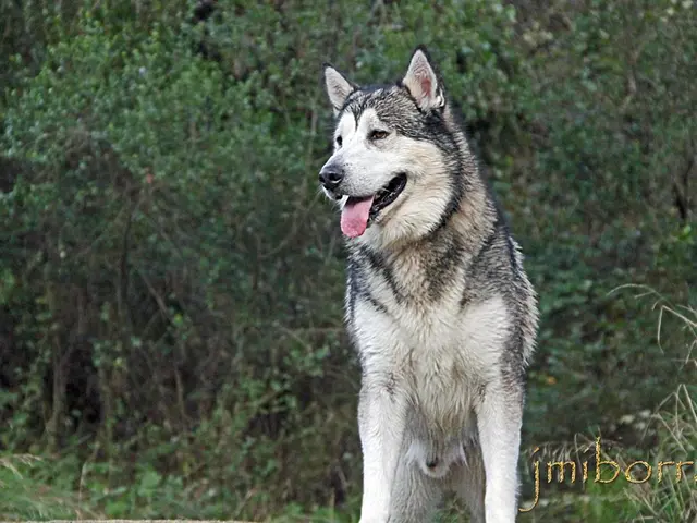 Historically unprecedented, scientists have successfully recreated the genetic likeness of the Dire...