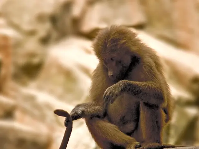 CAB Payments anticipates an increase in activity during the second half of the year, despite...