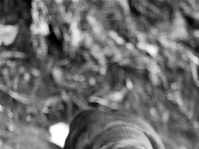 Dog rescued from Texas floodwaters after being fitted with a GPS collar