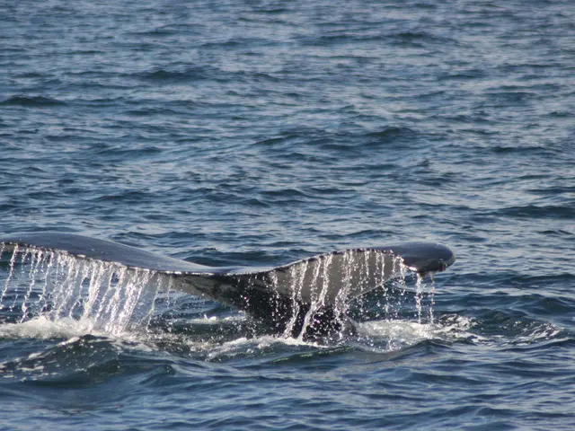 Secretive Whale Investments $123M in Ethereum: Possible Silent Acquisition of Cryptocurrency?