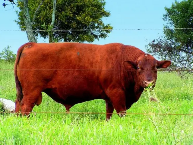 Highest-Yielding Vanguard ETF Could Be Overlooked as Optimal Option