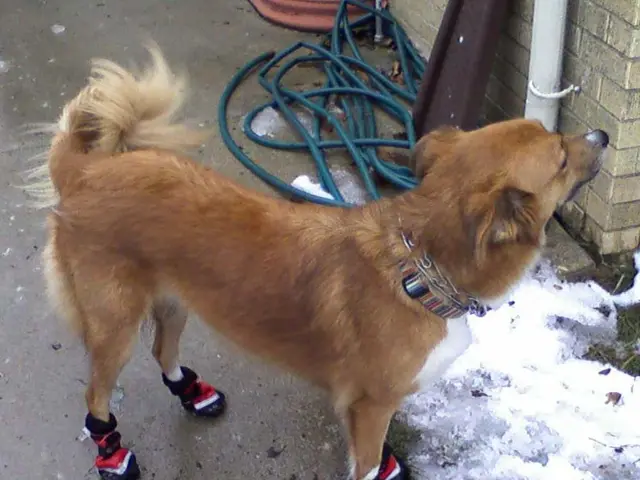 Dogecoin Rebounds at Crucial Support Point: Specialists Identify Maximized Dogecoin as Prime...