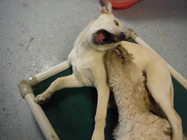 Dogecoin's bullish price trend persists, supported by an increase in the memecoin index