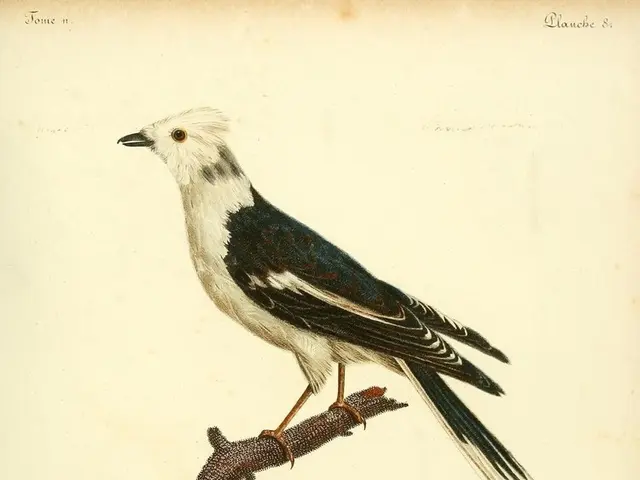 Differences Between Big O, Big Theta, and Big Omega Notations Clarified