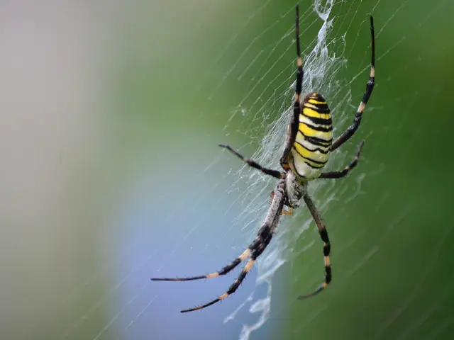Airlines face a distributed Spider hacking risk, according to the FBI.