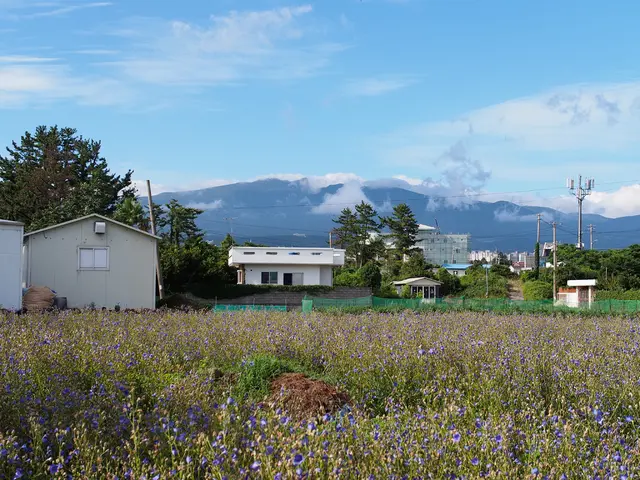 Addressing Local Power Grid Overloads: Can Virtual Power Plants Offer Relief?