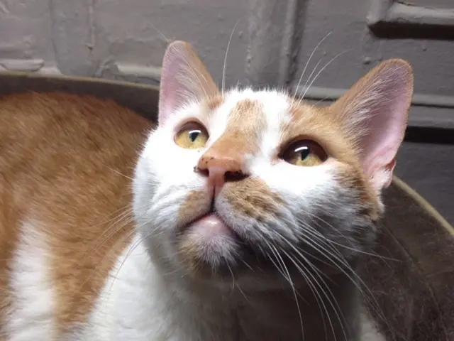 In the image there is a cat, it is looking upwards.