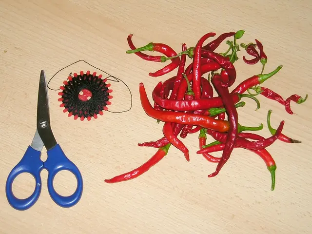 In this image, we can see a scissor, black - red object, thread, red chilies with stem are on the...