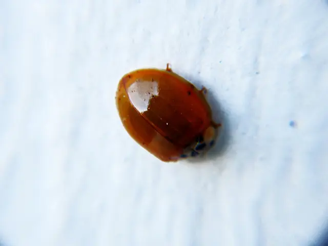 In the image there is a bug on the white surface.