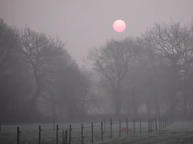 In this image I can see ground, number of poles, number of trees and the sun in background.