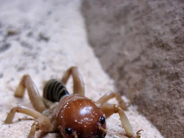 In the image we can see there is an insect on the sand.
