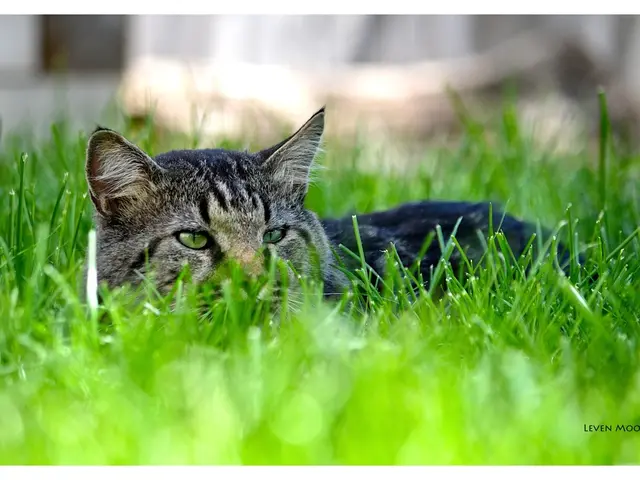 In this image, we can see a cat is laying on the grass. At the top and bottom of the image, we can...