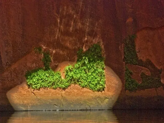 In this image we can see some creepers on the wall, in front of the wall we can see some water.